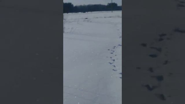 Прикорм косули/косуля зимой/чем питаются косули