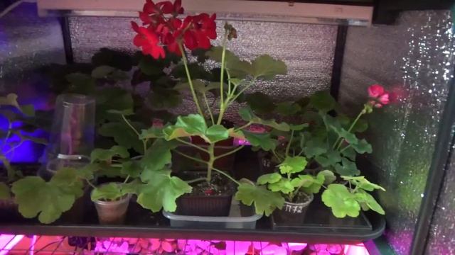 РАССАДА на славу.Как поливаю.Чем кормлю. Вегетативная Петуния,Колеус,Фуксия, Пеларгония и др. смотреть онлайн