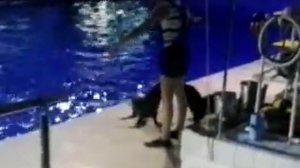 Дельфинарий в Набережных Челнах