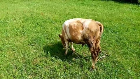 Взял нового бычка, бычек породы симментал.