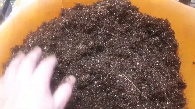 Проращивание георгин   выращенных  из семян