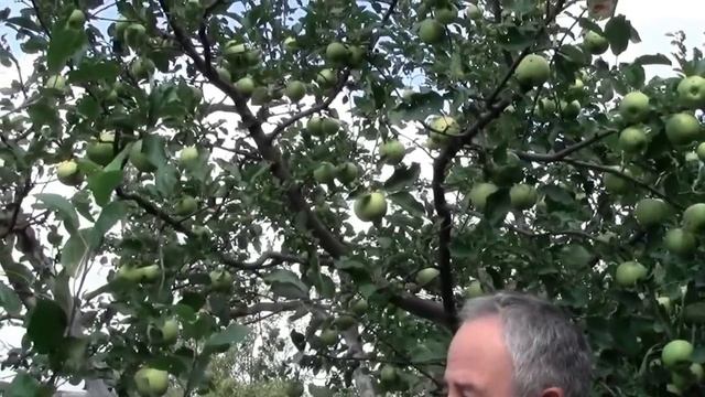 @ЯБЛОНЯ МУТСУ белые яблоки, явблоня МЕЛЬБА красные яблоки