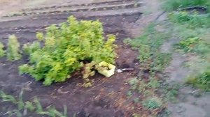 Поливаю удобрением// Прореживаю арбузы, заодно рыхлю//#