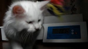 ЛИРИКУМ Шедевр, котенок мейн-кун 2 месяца, крупный, взвешивание