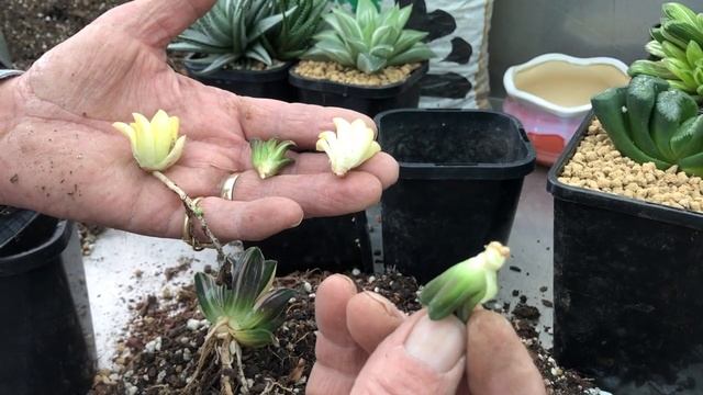 Haworthia Collection - Repotting Dividing and Care смотреть онлайн