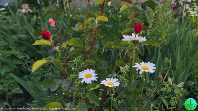 Нежное пение птиц исцеляет, восстанавливает нервную систему/Звуки природы/Birdsong/Sounds of nature