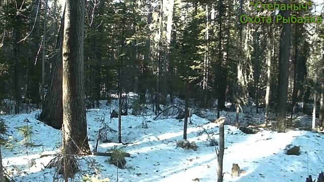 Лиса и Машка Медведица Фотоловушки (1 часть) смотреть онлайн