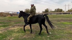 Нашли и купили лошадей на Кавказе | Выпуск 5 | Александр Обжерин