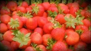 Клубника сорта кимберли особенности выращивания, ухода и хранения