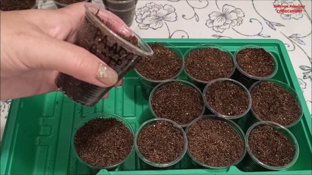 РАСПРОДАЖА КЛУБНЕЙ ? МАХРОВЫХ ГЛОКСИНИЙ ✅ часть - 2