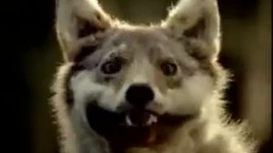 Волк жует траву