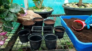 African Violet Propagation| Saintpaulia|Nilgiri Garden Nursery