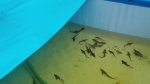 Выращивание осетра в домашних условиях 2