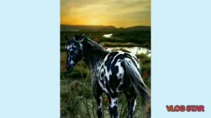 Красивые картинки лошадей!