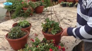 Как подготовить и сохранить зимой маточники цветов- сурфиния, пеларгония, бальзамин.