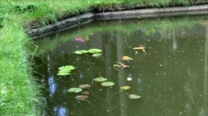 Карп Кои в пруду.Первое кормление