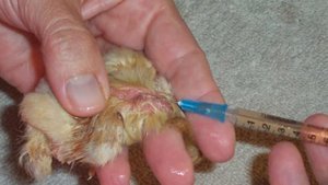 Обработка цыплят от глистов.