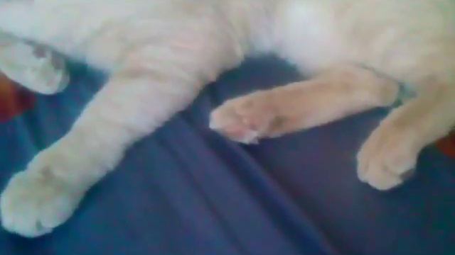 TAG: Мой пушистый друг смотреть онлайн