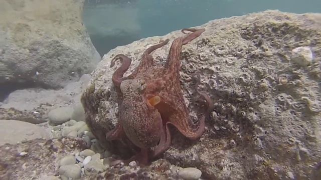 Осьминог меняет цвет и шарится по камням, Турция, Кемер смотреть онлайн