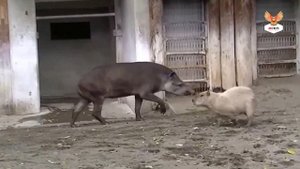 ПОЧЕМУ ВЫМИРАЮТ ЭТИ РЕДКИЕ ЖИВОТНЫЕ?| ВСЕ О ЖИЗНИ ТАПИРОВ| ТАПИР