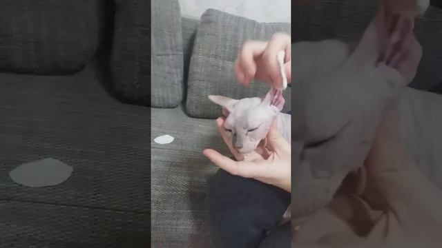 Чистим ушки коту сфинксу/Cleaning the ears of the Sphinx cat #sfinks #sphinx #shorts