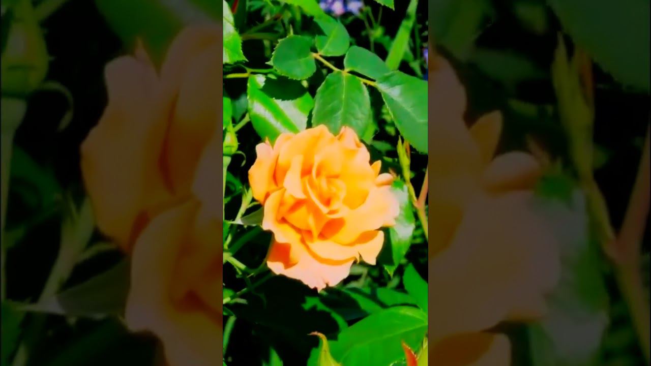 Роза флорибунда Текила rose Tequila