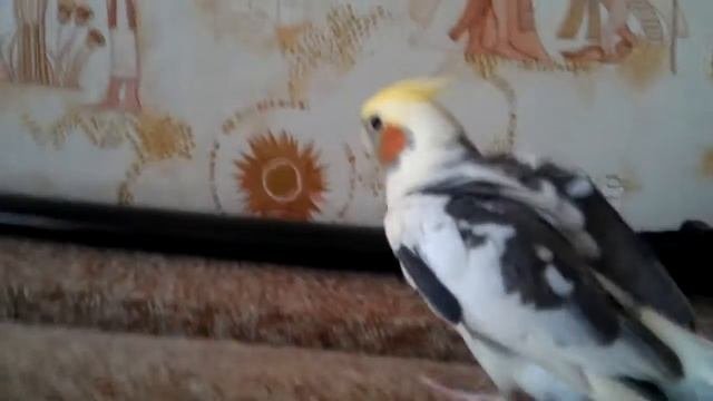 Попугай Сеня, (корелла) / Parrot Senya (Corella)