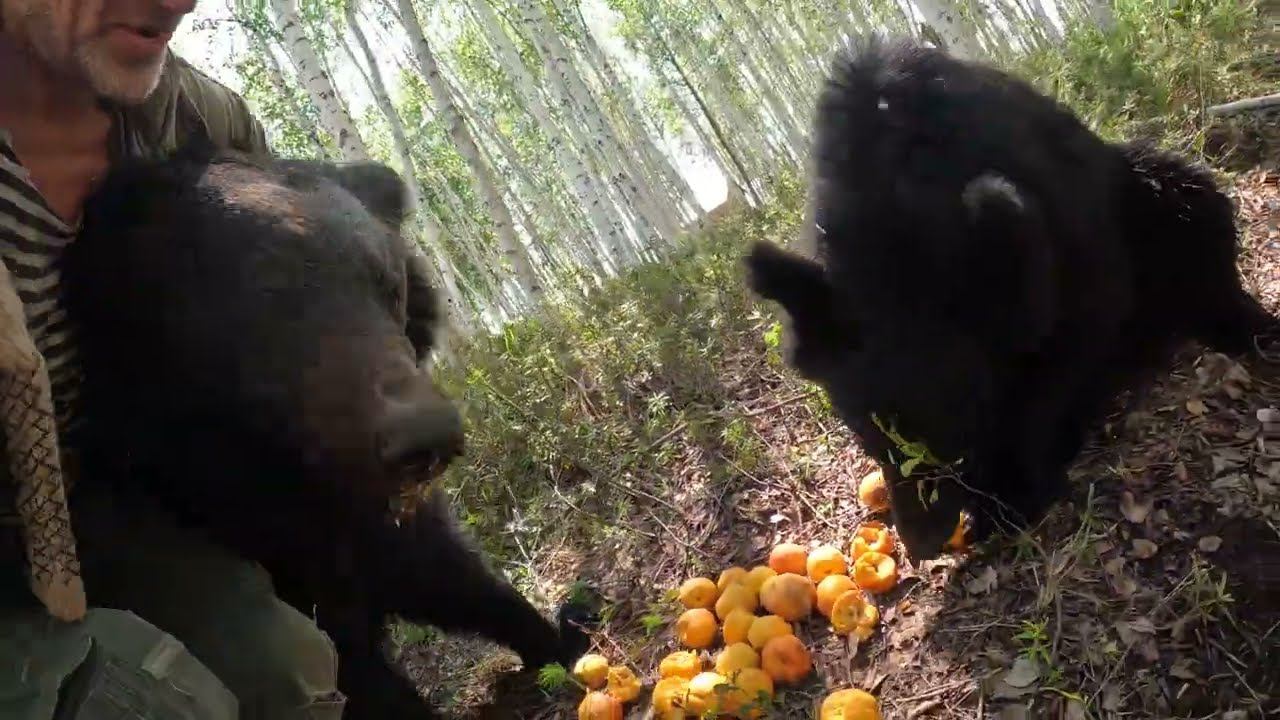 На свободу с чистой совестью. Медведи. смотреть онлайн