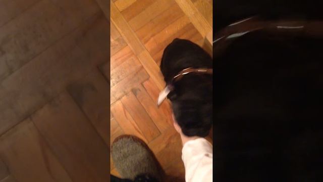 у пеаса икота и первый ошейник