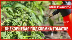 Внекорневая подкормка томатов. Важные моменты, которые нужно знать! Подкормка томатов по листу