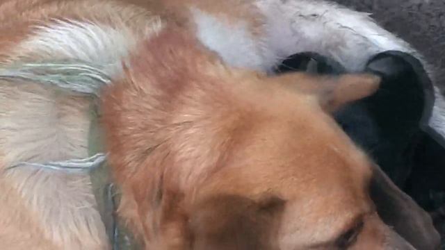 НЕОЖИДАННЫЙ СЮРПРИЗ. КАК ТАКСА воспитывает КОТЯТ. УЖИН на костре. смотреть онлайн