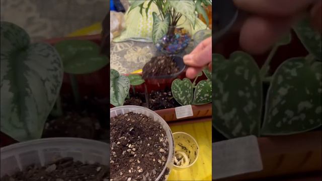 Групповая посадка сциндапсусов пикси. #цветочныйдоктор #цветочныйдоктор_пересадка #сциндапсус