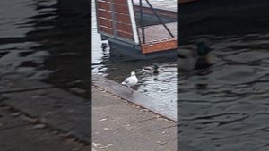 Две утки дерутся