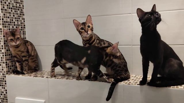 4 бенгальские кошки все вместе  мур-мур 