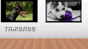 Доберман против хаски