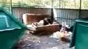 Жизнь на помойке.