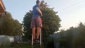 2 года формирование клёна. чтобы сделать шарик.