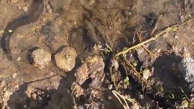 МОЁ БОЛОТО.ЛЯГУШКИ, УТКА.... смотреть онлайн