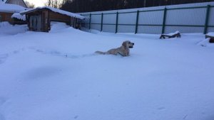 Собака на льдине