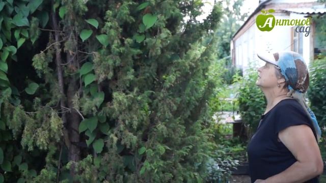 Хвойные для дизайна сада смотреть онлайн