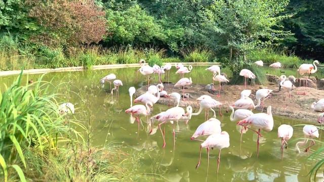 Beautiful and Dangerous River Aare🇨🇭Summer Holidays in Switzerland, Bern / Park with Flamingos🦩 смотреть онлайн