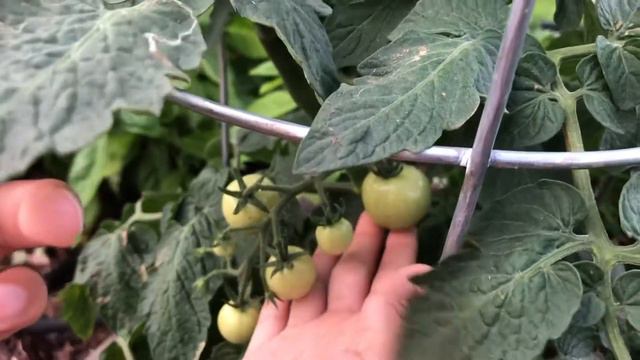 Journey Learning: Red Husky Cherry Tomatoes 🍅 смотреть онлайн