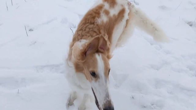 Hot winter holidays #4. Dogs in slow motion. Русская псовая борзая / Borzoi