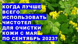 Когда лучше всего использовать траву чистотел для очистки кожи с мая по сентябрь 2023 года?