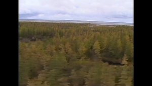 "Олени Таймыра (охота на северного оленя)".Видеоприложение №10 часть 1 к журналу «Сафари»