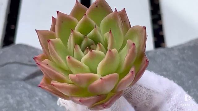 Echeveria Spicy смотреть онлайн