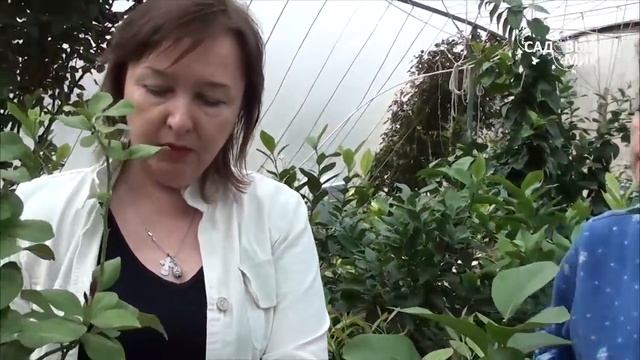 Комнатный лимон  Размножение и пересадка лимона.