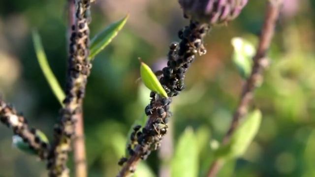 calm music- Relaxing music- meditation music-sleep music-morning yoga music-spa смотреть онлайн