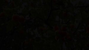 Тушдаги мевали дарахт кимларга ишора булади | Tushdagi mevali daraxt kimlarga ishora bo'ladi