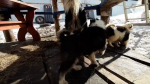 Якутская лайка